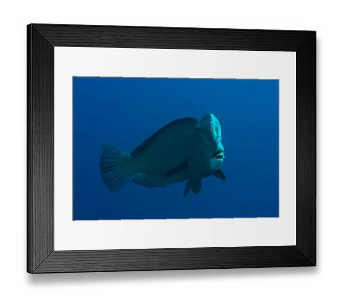Framed Print : Bumphead Parrotfish (Bolbometopon muricatum) adult, swimming in open water, Ameth Point, Nusa Laut, near Ambon Island, Maluku Islands, Banda Sea, Indonesia Framed Print : Bumphead Parrotfish (Bolbometopon muricatum) adult, swimming in open water, Ameth Point, Nusa Laut, near Ambon Island, Maluku Islands, Banda Sea, Indonesia