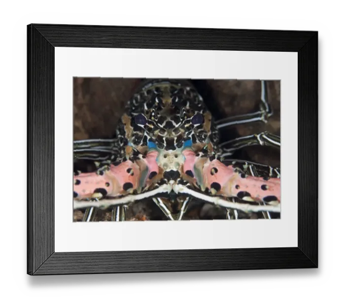 Framed Print : Painted Spiny Lobster (Panulirus versicolor) adult, close-up of face, in reef at night, Bandaneira, near Ambon Island, Maluku Islands, Banda Sea, Indonesia Framed Print : Painted Spiny Lobster (Panulirus versicolor) adult, close-up of face, in reef at night, Bandaneira, near Ambon Island, Maluku Islands, Banda Sea, Indonesia