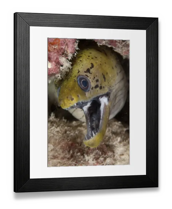 Framed Print : Fimbriated Moray Eel (Gymnothorax fimbriatus) adult, with mouth open, close-up of head in crevice, Mabul Island, Sabah, Borneo, Malaysia Framed Print : Fimbriated Moray Eel (Gymnothorax fimbriatus) adult, with mouth open, close-up of head in crevice, Mabul Island, Sabah, Borneo, Malaysia