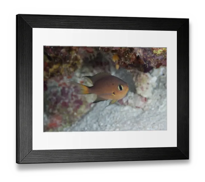 Framed Print : Darkfin Chromis (Chromis atripes) adult, swimming in reef, Pulau Nailaka, Banda, near Ambon Island, Maluku Islands, Banda Sea, Indonesia Framed Print : Darkfin Chromis (Chromis atripes) adult, swimming in reef, Pulau Nailaka, Banda, near Ambon Island, Maluku Islands, Banda Sea, Indonesia