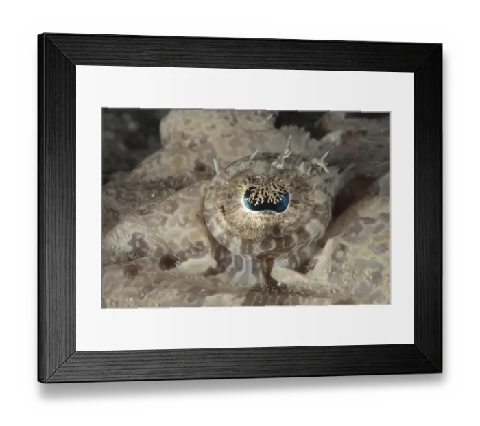 Framed Print : Beaufort's Crocodilefish (Cymbacephalus beauforti) adult, close-up of eye, Mabul Island, Sabah, Borneo, Malaysia Framed Print : Beaufort's Crocodilefish (Cymbacephalus beauforti) adult, close-up of eye, Mabul Island, Sabah, Borneo, Malaysia