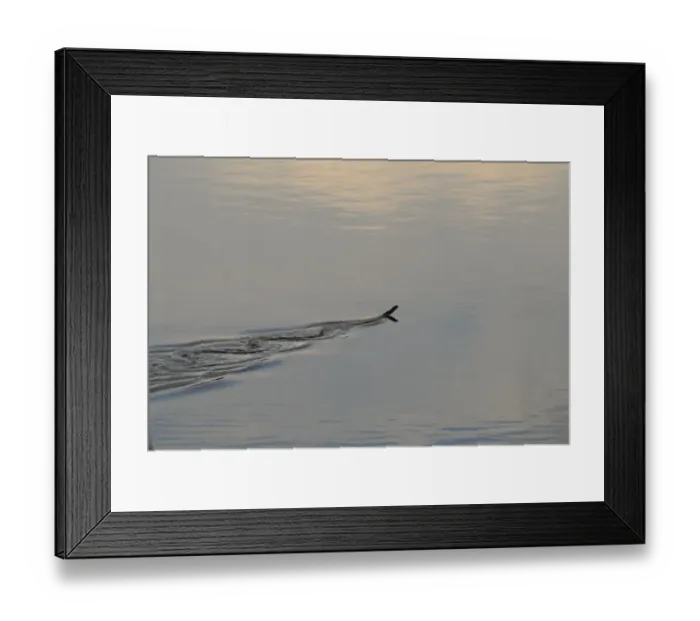 Framed Print : Fer-de-lance (Bothrops asper) adult, swimming, Yasuni N. P. Amazon, Ecuador Framed Print : Fer-de-lance (Bothrops asper) adult, swimming, Yasuni N. P. Amazon, Ecuador
