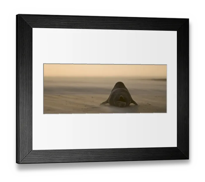 Framed Print : Grey Seal (Halichoerus grypus) adult, resting on beach at sunset, Blakeney Point, Norfolk, England, november Framed Print : Grey Seal (Halichoerus grypus) adult, resting on beach at sunset, Blakeney Point, Norfolk, England, november