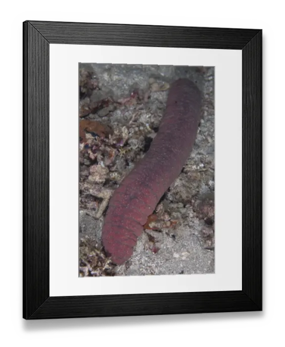 Framed Print : Nocturnal Pinkfish Sea Cucumber (Holothuria edulis) adult, on reef at night, Tutuntute, Wetar Island, Barat Daya Islands, Lesser Sunda Islands, Maluku Province, Indonesia Framed Print : Nocturnal Pinkfish Sea Cucumber (Holothuria edulis) adult, on reef at night, Tutuntute, Wetar Island, Barat Daya Islands, Lesser Sunda Islands, Maluku Province, Indonesia
