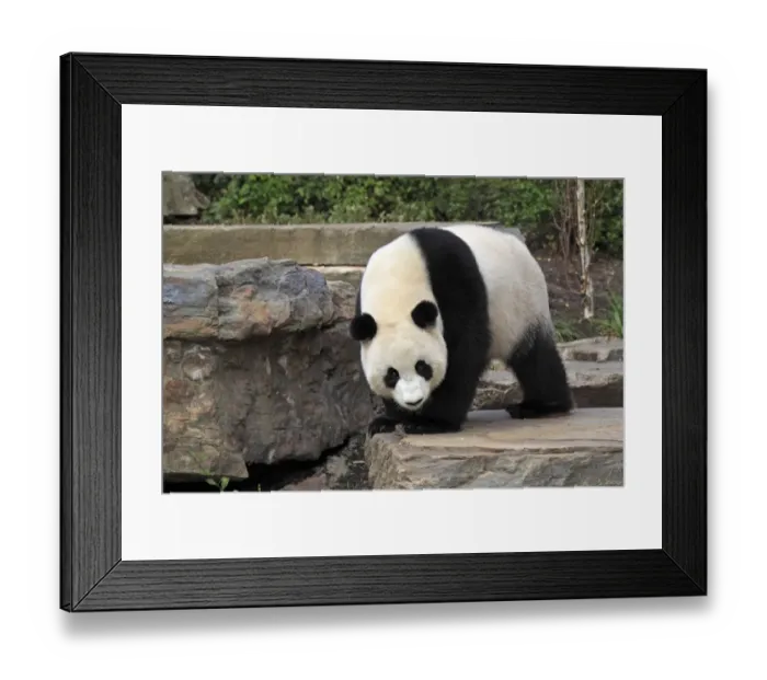 Framed Print : Giant Panda (Ailuropoda melanoleuca) adult, standing on rock, Adelaide Zoo Framed Print : Giant Panda (Ailuropoda melanoleuca) adult, standing on rock, Adelaide Zoo