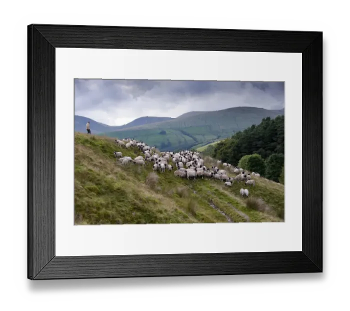 Framed Print : Domestic Sheep, Swaledale flock, shepherd gathering flock off hillside, Baugh Fell, Howgills, Cumbria, England, august Framed Print : Domestic Sheep, Swaledale flock, shepherd gathering flock off hillside, Baugh Fell, Howgills, Cumbria, England, august