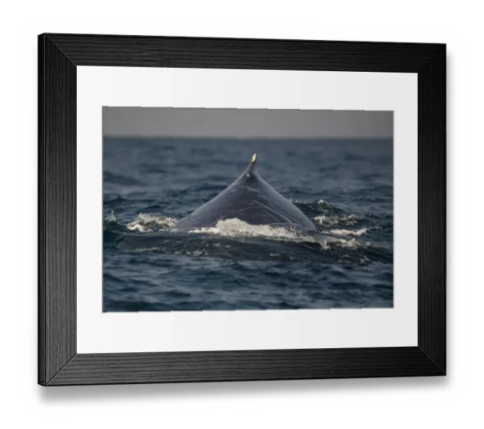 Framed Print : Humpback Whale (Megaptera novaeangliae) adult, dorsal fin and back with scars, swimming at surface of sea, offshore Port St. Johns, Wild Coast, Eastern Cape (Transkei), South Africa