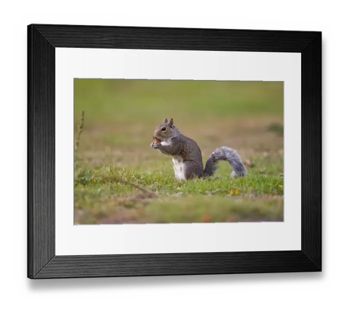 Framed Print : Eastern Grey Squirrel (Sciurus carolinensis) introduced species, adult, feeding on acorn, Minsmere RSPB Reserve, Suffolk, England, october Framed Print : Eastern Grey Squirrel (Sciurus carolinensis) introduced species, adult, feeding on acorn, Minsmere RSPB Reserve, Suffolk, England, october
