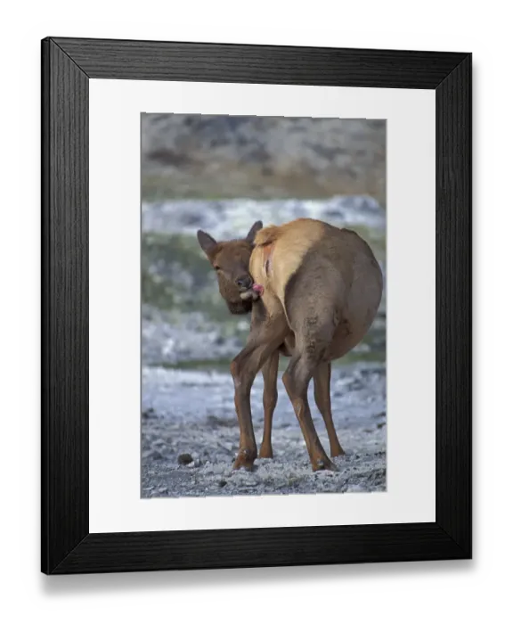Framed Print : American Elk (Cervus canadensis) adult female, grooming, Yellowstone N. P. Wyoming, U. S. A Framed Print : American Elk (Cervus canadensis) adult female, grooming, Yellowstone N. P. Wyoming, U. S. A