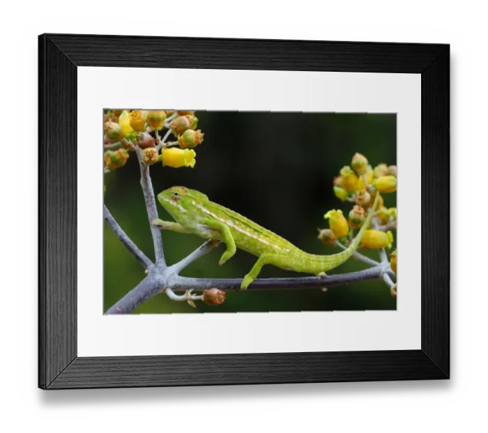 Framed Print : Carpet Chameleon (Furcifer lateralis) adult, climbing branch in forest, Anja Reserve, Central Madagascar, august Framed Print : Carpet Chameleon (Furcifer lateralis) adult, climbing branch in forest, Anja Reserve, Central Madagascar, august