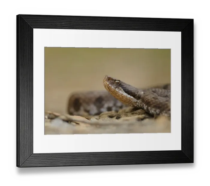 Framed Print : Asp Viper (Vipera aspis) adult, close-up of head, Italy, june Framed Print : Asp Viper (Vipera aspis) adult, close-up of head, Italy, june