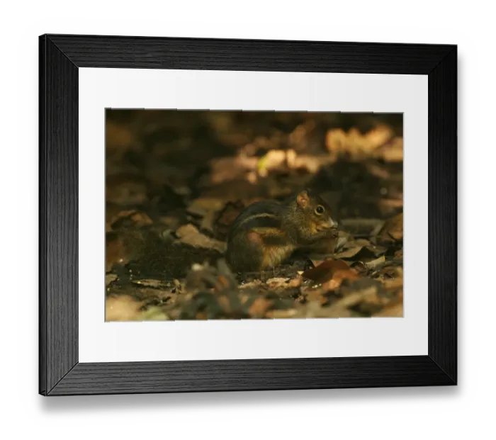 Framed Print : Indochinese Ground Squirrel (Menetes berdmorei) adult, feeding on forest floor, Kaeng Krachan N. P. Thailand, november Framed Print : Indochinese Ground Squirrel (Menetes berdmorei) adult, feeding on forest floor, Kaeng Krachan N. P. Thailand, november