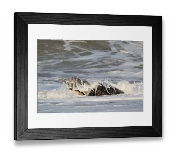 Framed Print : Grey Seal (Halichoerus grypus) adult male, in surf on beach, Norfolk, England, november Framed Print : Grey Seal (Halichoerus grypus) adult male, in surf on beach, Norfolk, England, november