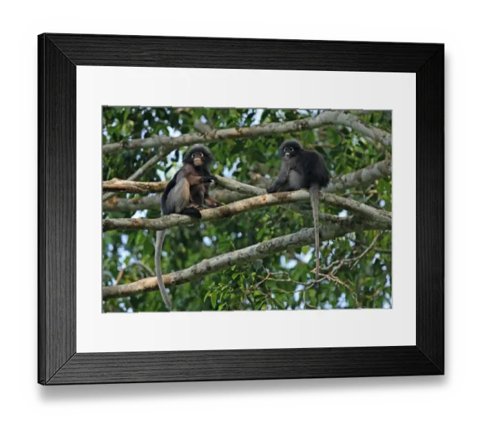 Framed Print : Dusky Leaf Monkey (Trachypithecus obscurus) adult female with juvenile, sitting on tree branches, Kaeng Krachan N. P. Thailand, february Framed Print : Dusky Leaf Monkey (Trachypithecus obscurus) adult female with juvenile, sitting on tree branches, Kaeng Krachan N. P. Thailand, february