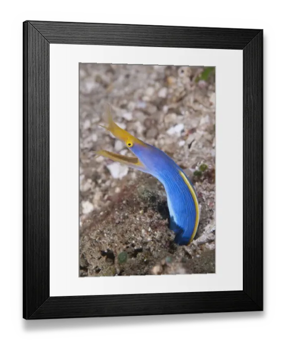 Framed Print : Blue Ribbon Eel (Rhinomuraena quaesita) adult, emerging from hole, Ambon Island, Maluku Islands, Banda Sea, Indonesia Framed Print : Blue Ribbon Eel (Rhinomuraena quaesita) adult, emerging from hole, Ambon Island, Maluku Islands, Banda Sea, Indonesia