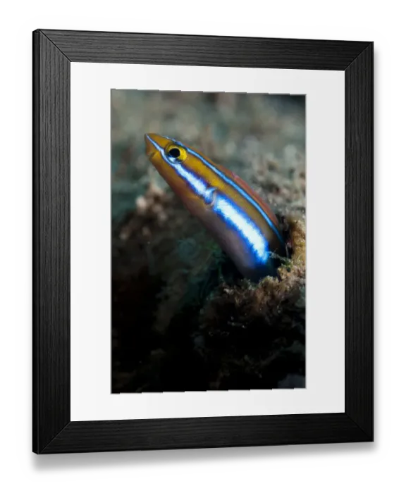 Framed Print : Blue-striped Fangblenny (Plagiotremus rhinorhynchos) adult, emerging from burrow, Blue Water Muck dive site, Uhak River, Wetar Island, Barat Daya Islands, Lesser Sunda Islands, Maluku Province, Indonesia Framed Print : Blue-striped Fangblenny (Plagiotremus rhinorhynchos) adult, emerging from burrow, Blue Water Muck dive site, Uhak River, Wetar Island, Barat Daya Islands, Lesser Sunda Islands, Maluku Province, Indonesia