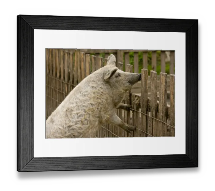 Framed Print : Domestic Pig, Mangalitza, adult, standing on fence, Hortobagy N. P. Great Plain, Eastern Hungary, october Framed Print : Domestic Pig, Mangalitza, adult, standing on fence, Hortobagy N. P. Great Plain, Eastern Hungary, october