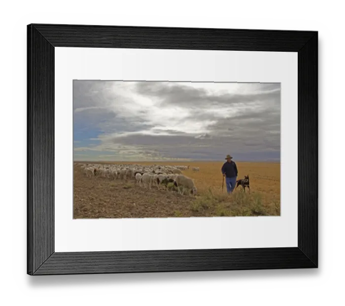 Framed Print : Domestic Sheep, flock with shepherd and sheepdog, feeding in stubble field, with Barn Swallows (Hirundo rustica) in flight, Northern Spain, july Framed Print : Domestic Sheep, flock with shepherd and sheepdog, feeding in stubble field, with Barn Swallows (Hirundo rustica) in flight, Northern Spain, july