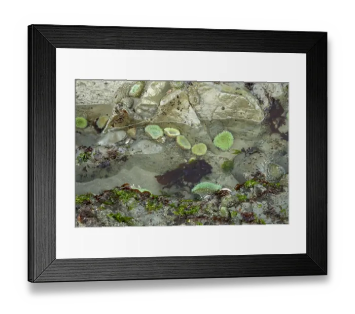Framed Print : Giant Green Anemone (Anthopleura xanthogrammica) group, in rockpool at low tide, Third Beach, Olympic N. P. Washington State, U. S. A