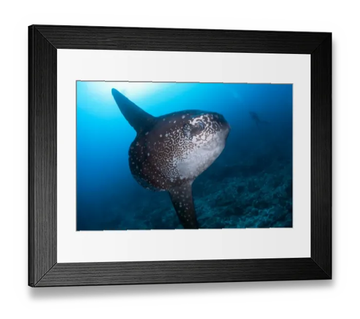 Framed Print : Ocean Sunfish (Mola mola) adult, swimming near diver, Batu Abah, Nusa Penida, Bali, Lesser Sunda Islands, Indonesia