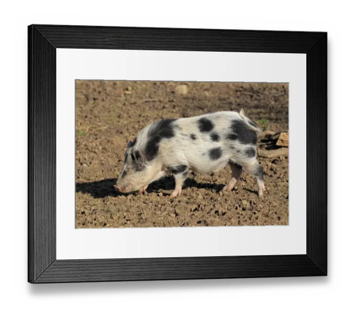 Framed Print : Domestic Pig, Miniature Pig, boar, walking on mud, Odenwald, Germany Framed Print : Domestic Pig, Miniature Pig, boar, walking on mud, Odenwald, Germany