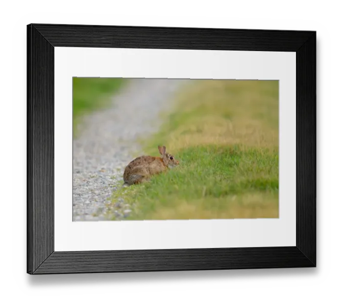 Framed Print : Eastern Cottontail (Sylvilagus floridanus) introduced species, adult, sitting at edge of track, Italy, may