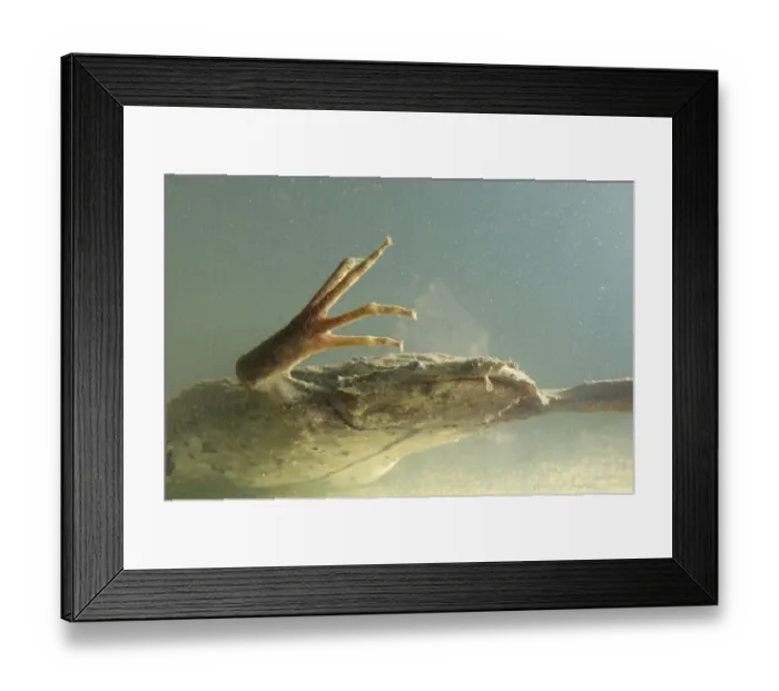 Framed Print : Surinam Toad (Pipa pipa) adult, underwater, Madre de Dios, Amazonia, Peru Framed Print : Surinam Toad (Pipa pipa) adult, underwater, Madre de Dios, Amazonia, Peru
