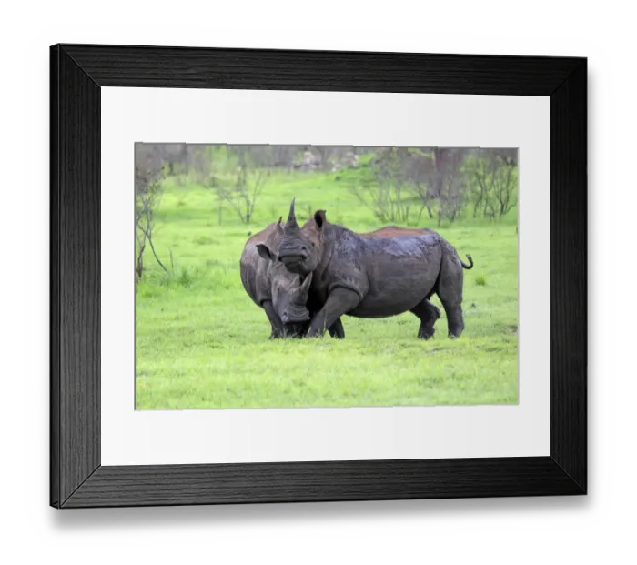 Framed Print : White Rhinoceros (Ceratotherium simum) two adult males, fighting, Sabi Sabi Game Reserve, Kruger N. P. South Africa Framed Print : White Rhinoceros (Ceratotherium simum) two adult males, fighting, Sabi Sabi Game Reserve, Kruger N. P. South Africa