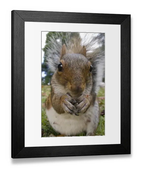 Framed Print : Eastern Grey Squirrel (Sciurus carolinensis) introduced species, adult, close-up of head and paws, feeding on ground in city park, Sheffield, South Yorkshire, England, october