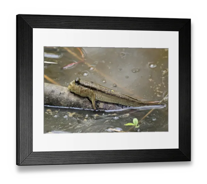 Framed Print : Atlantic Mudskipper (Periophthalmus barbarus) adult, resting out of water on branch (captive)