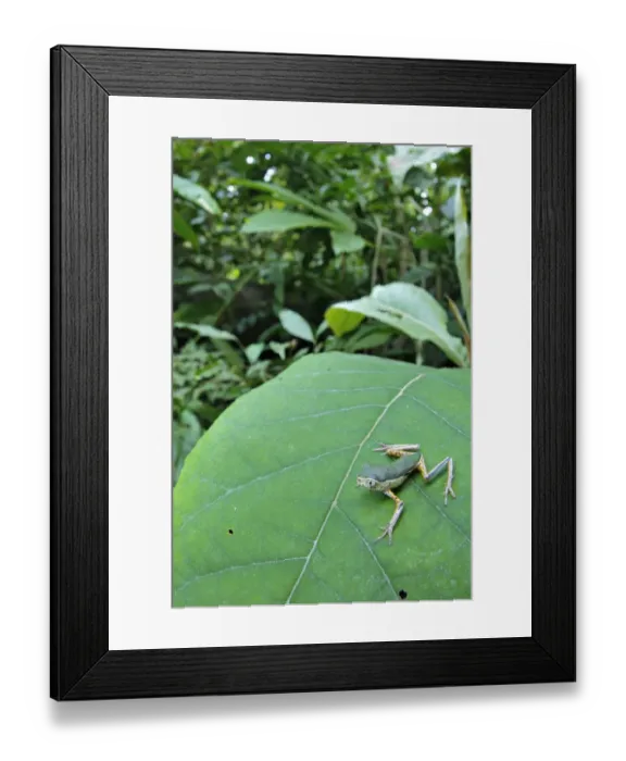 Framed Print : Jaguar Leaf Frog (Phyllomedusa palliata) immature, sitting on leaf in forest habitat, Los Amigos Biological Station, Madre de Dios, Amazonia, Peru Framed Print : Jaguar Leaf Frog (Phyllomedusa palliata) immature, sitting on leaf in forest habitat, Los Amigos Biological Station, Madre de Dios, Amazonia, Peru