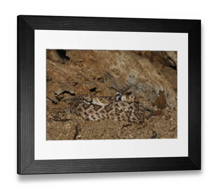 Framed Print : Western Diamondback Rattlesnake (Crotulus atrox) adult, coiled with tongue extended and rattle raised, Arizona, U. S. A Framed Print : Western Diamondback Rattlesnake (Crotulus atrox) adult, coiled with tongue extended and rattle raised, Arizona, U. S. A