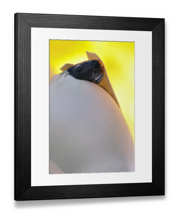 Framed Print : Pueblan Milk Snake (Lampropeltis triangulum campbelli) young, hatching from egg, Mexico Framed Print : Pueblan Milk Snake (Lampropeltis triangulum campbelli) young, hatching from egg, Mexico