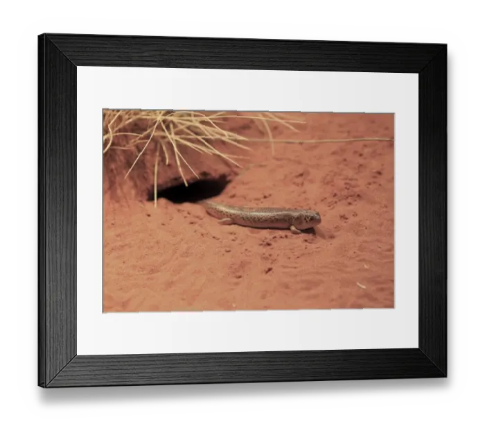 Framed Print : Unadorned Desert Skink (Egernia inornata) adult, on sand outside burrow, Outback, Northern Territory, Australia Framed Print : Unadorned Desert Skink (Egernia inornata) adult, on sand outside burrow, Outback, Northern Territory, Australia