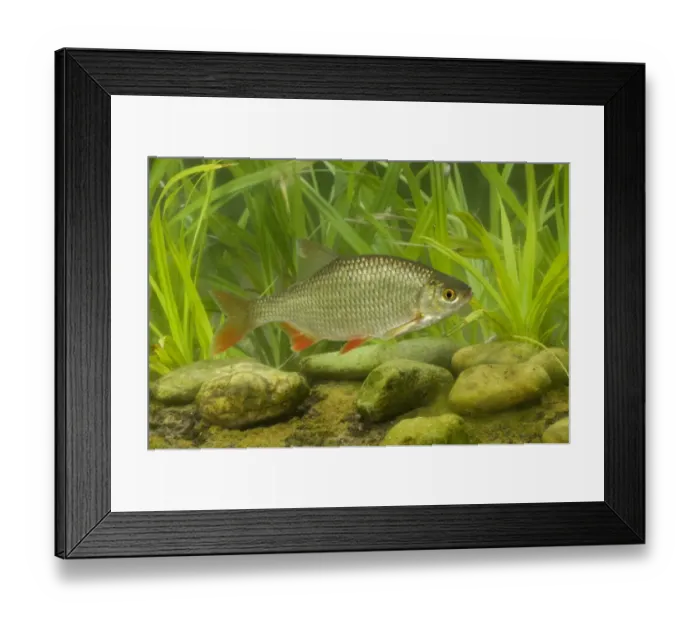 Framed Print : Common Rudd (Scardinius erythrophthalmus) adult, swimming, England, july (captive)