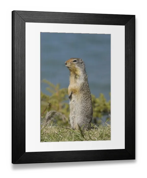 Framed Print : Columbian Ground Squirrel (Urocitellus columbianus) adult, alert, standing on lookout, Rocky Mountains, Alberta, Canada, june Framed Print : Columbian Ground Squirrel (Urocitellus columbianus) adult, alert, standing on lookout, Rocky Mountains, Alberta, Canada, june