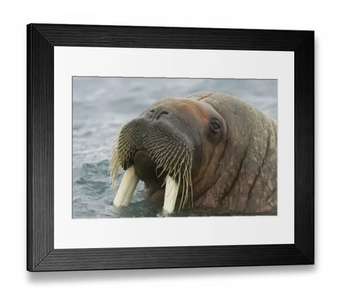 Framed Print : Atlantic Walrus (Odobenus rosmarus rosmarus) adult male, close-up of head, at surface of sea, Spitsbergen, Svalbard Framed Print : Atlantic Walrus (Odobenus rosmarus rosmarus) adult male, close-up of head, at surface of sea, Spitsbergen, Svalbard