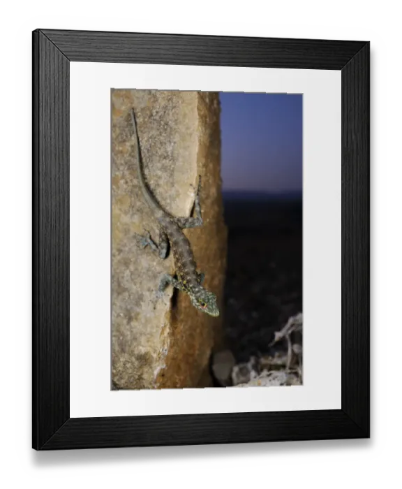 Framed Print : Haggier Massif Rock Gecko (Pristurus insignoides) adult, on rock in desert at night, Socotra, Yemen, march Framed Print : Haggier Massif Rock Gecko (Pristurus insignoides) adult, on rock in desert at night, Socotra, Yemen, march