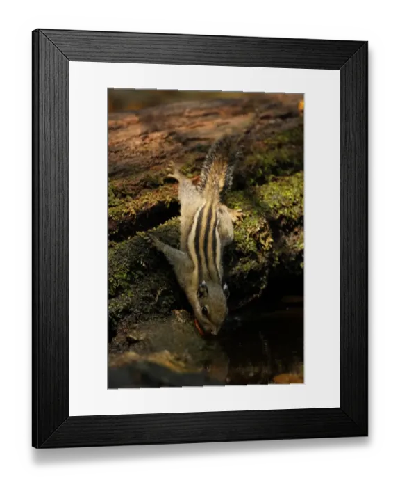 Framed Print : Himalayan Striped Squirrel (Tamiops mcclellandii) adult, drinking at forest pool, Kaeng Krachan N. P. Thailand, february