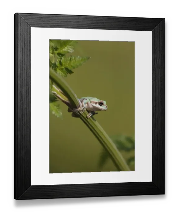 Framed Print : Common Treefrog (Hyla arborea) adult, resting on umbellifer stem, Greece, april