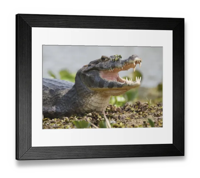 Framed Print : Paraguayan Caiman (Caiman yacare) adult, close-up of head, resting with mouth open, Pantanal, Mato Grosso, Brazil