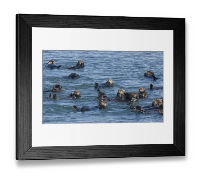 Framed Print : Sea Otter (Enhydra lutris) group, resting at surface of sea, Pacific Ocean, Southern California, U. S. A. november Framed Print : Sea Otter (Enhydra lutris) group, resting at surface of sea, Pacific Ocean, Southern California, U. S. A. november