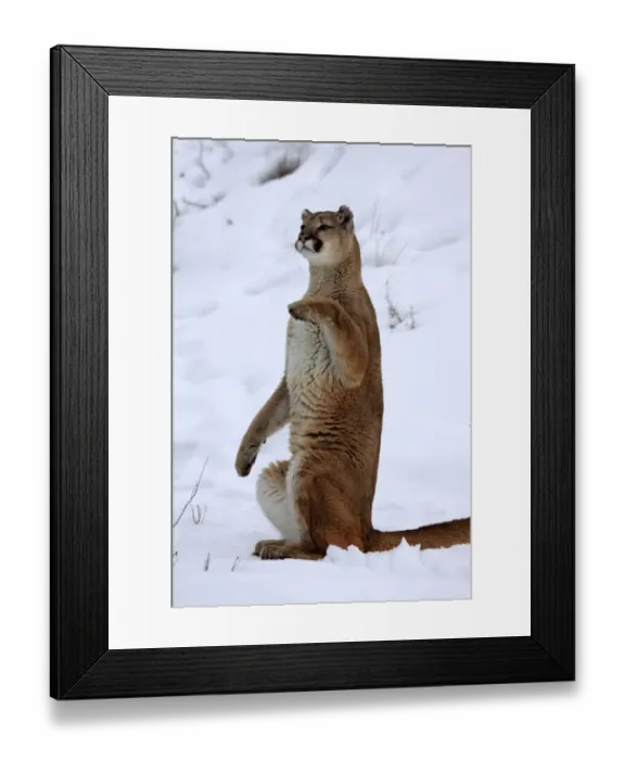 Framed Print : Puma (Felis concolor) adult, sitting up on hind legs in snow, Montana, U. S. A. winter (captive) Framed Print : Puma (Felis concolor) adult, sitting up on hind legs in snow, Montana, U. S. A. winter (captive)