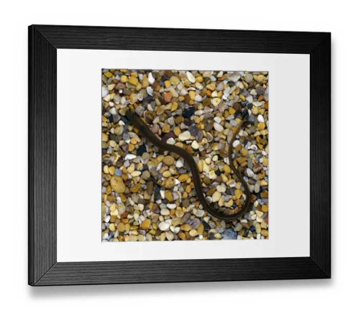 Framed Print : European Eel (Anguilla anguilla) Framed Print : European Eel (Anguilla anguilla)