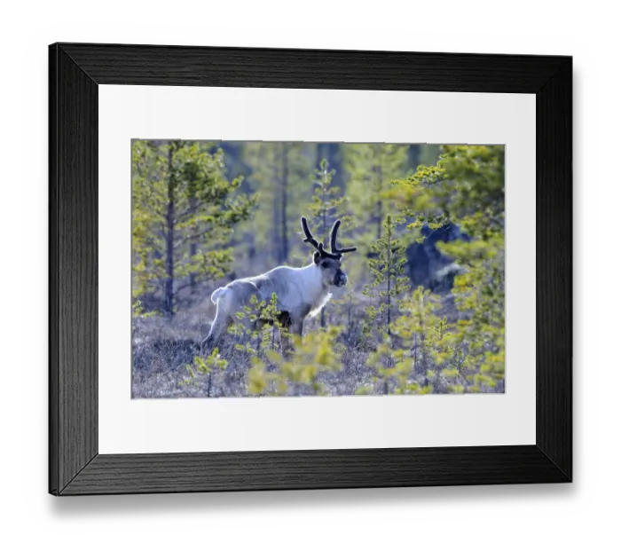 Framed Print : Reindeer (Rangifer tarandus) adult, standing in taiga forest, Finland, may Framed Print : Reindeer (Rangifer tarandus) adult, standing in taiga forest, Finland, may