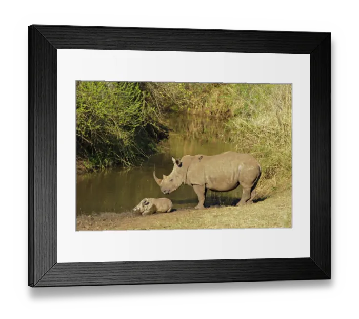 Framed Print : White Rhinoceros (Ceratotherium simum) adult female, standing guard over sleeping calf at edge of waterhole, with Red-billed Oxpeckers (Buphagus erythrorhynchus), South Africa Framed Print : White Rhinoceros (Ceratotherium simum) adult female, standing guard over sleeping calf at edge of waterhole, with Red-billed Oxpeckers (Buphagus erythrorhynchus), South Africa