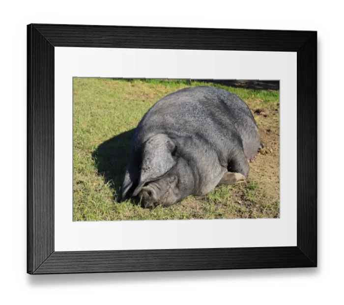 Framed Print : Domestic Pig, Large Black sow, resting in paddock, Museum of East Anglian Life, Stowmarket, Suffolk, England, october Framed Print : Domestic Pig, Large Black sow, resting in paddock, Museum of East Anglian Life, Stowmarket, Suffolk, England, october