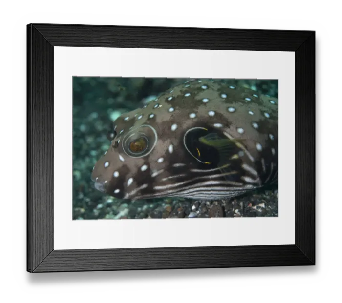 Framed Print : White-spotted Puffer (Arothron hispidus) adult, close-up of head, Lembeh Island, Sulawesi, Indonesia Framed Print : White-spotted Puffer (Arothron hispidus) adult, close-up of head, Lembeh Island, Sulawesi, Indonesia