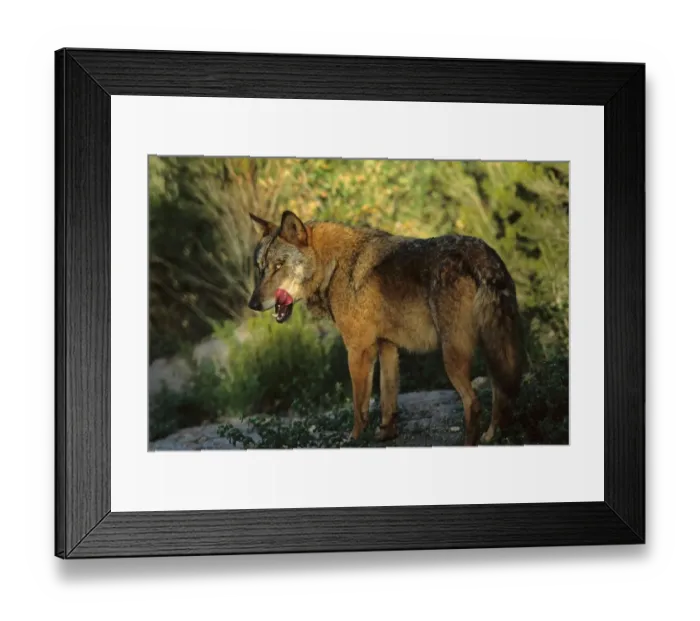 Framed Print : Iberian Wolf (Canis lupus signatus) adult male, winter coat, tongue licking mouth, Iberian Wolf Recovery Centre, Portugal Framed Print : Iberian Wolf (Canis lupus signatus) adult male, winter coat, tongue licking mouth, Iberian Wolf Recovery Centre, Portugal