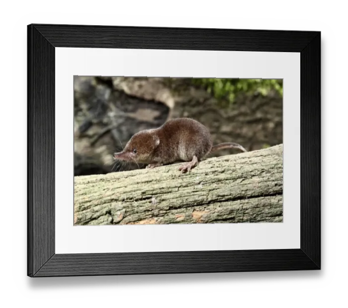 Framed Print : Common Shrew (Sorex araneus) adult, standing on log, Midlands, England, august
